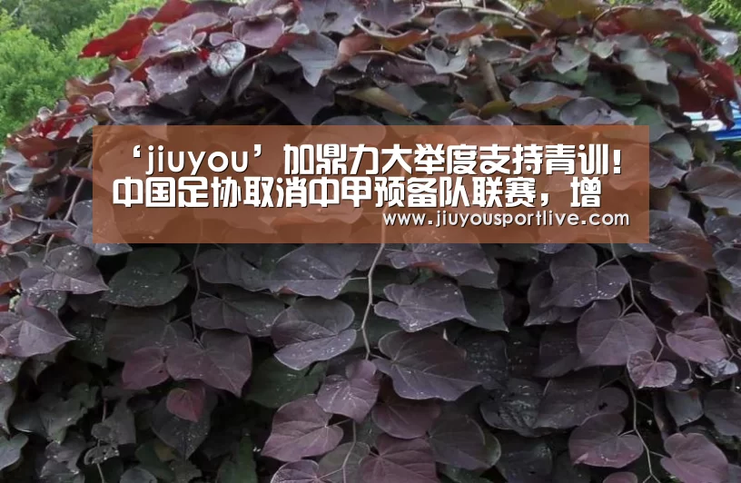 ‘jiuyou’加鼎力大举度支持青训!中国足协取消中甲预备队联赛,增设3级U23联赛(图4) 九游娱乐