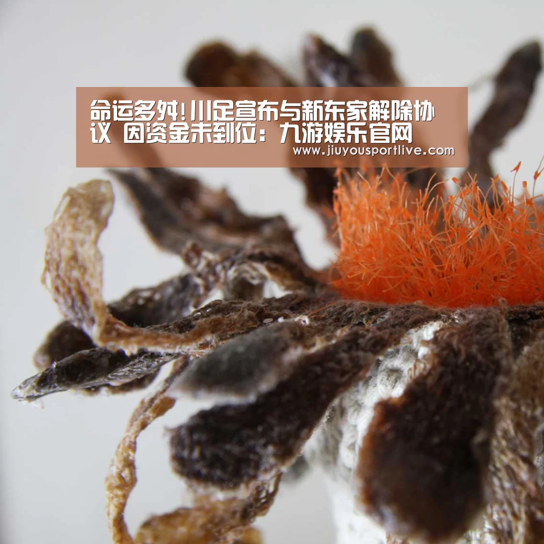命运多舛!川足宣布与新东家解除协议 因资金未到位:九游娱乐官网(图1) 九游网页版